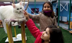 Ara tatilde çocuklardan Van kedilerine ziyaret