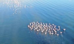 Flamingolar artık Van Gölü havzasında kalıyor
