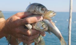 Van’da en çok hangi balık alıcı buluyor? Balıkçı esnafı açıkladı