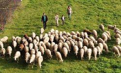 Köy hayatı tutkunu çift, 2 koyunla çiftlik kurdu