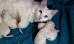 2024'ün ilk yavru Van Kedileri dünyaya geldi