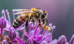 Arı popülasyonu neden azalıyor?