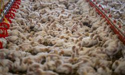 Türkiye'de tavuk eti üretimi yüzde 6 arttı