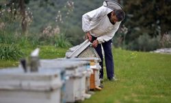 Yalancı bahar arı ölümlerine yol açabiliyor