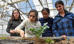 Van'da özel gereksinimli öğrenciler serada sebze yetiştiriyor