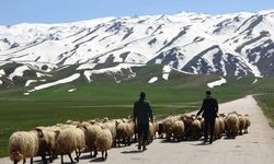 Hakkari'de yerli çoban bulunamadı, rota İran'a çevrildi