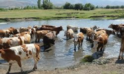 40 bin TL maaşla çoban bulunmuyor: Köylüler nöbetleşiyor