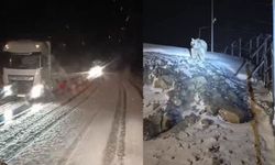 Tendürek Geçidi’nde etkili olan kar yağışı sürücülere zor anlar yaşattı