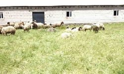 Erciş'te Ahır Havasız Kalınca Koyunlar Telef Oldu