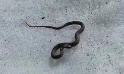 Van’da zehirli engerek yılanı görüntülendi