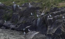 Martılar inci kefali avlamak için nöbet tutuyor
