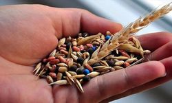 Türkiye'nin sertifikalı tohum üretimi ve kullanımı artı