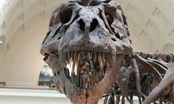 Dinozor Kemiklerinin Yaşı Nasıl Belirleniyor? Bilim İnsanları Şaşırtıcı Yöntemleri Açıklıyor!