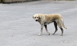 Diyarbakır'da sahipsiz köpeklerin saldırdığı 60 yaşındaki kadın yaralandı