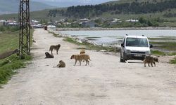 Köpek saldırısında ölen çocuğun ailesi yasal düzenleme istiyor