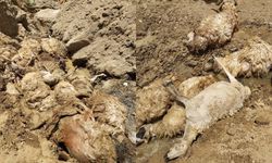 Van'da peş peşe uçurumdan atlayan 28 koyun telef oldu!