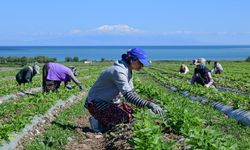 Gevaş Fasulyesi'nin ekimine başlandı