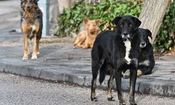 Sokak köpeklerine yönelik düzenlemede 'ötanazi' terimi yasa teklifinden çıkarıldı