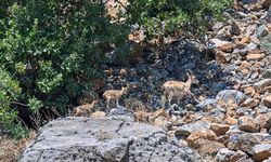 Hakkari'de yaban keçisi sayısı artıyor