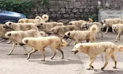 Sokak hayvanları yasası 5. madde nedir? Sokak köpekleri düzenlemesi Meclis'ten geçti mi?