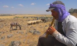 'Koyun Kaval Dinler Gibi Dinlemek' Deyiminin Anlamı Nedir?