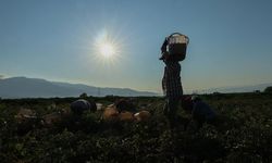 Tarımsal destek ödemelerine ilişkin istatistik bülteninin ilki yayımlandı