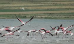 Van Gölü havzasının narin misafirlerinin ilk kafilesi geldi