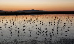 Bu yıl toplu flamingo ölümü olmadı