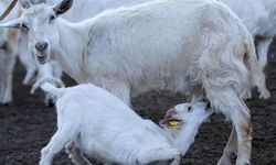 Vanlı Nihat Çelik, destek başvurularının tarihini açıkladı