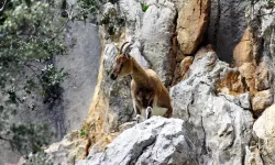 Avlanma İhaleleri Başladı: Hayvanseverler Tepkili!