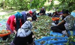 Van'da Şaşırtan Fındık Hasadı! Olmaz denilen fındığın hasadına başlandı