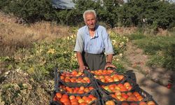 Vanlı üretici ata tohumuyla yıllardır domates yetiştiriyor