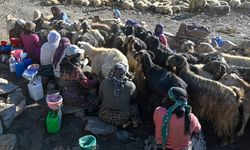 Vanlı berivanların zorlu yayla hayatı