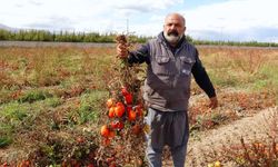 Van'da tonlarca sebze dondu!