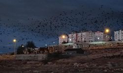 Van'da binlerce karga gökyüzünü kapladı