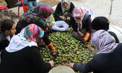 Van'da ceviz hasadı zamanı