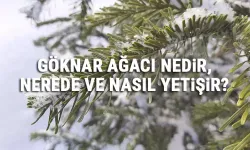 Göknar Nedir, Nerede ve Nasıl Yetişir, Göknar Ağacı Özellikleri, Bakımı Ve Faydaları Nelerdir?