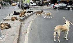 Başıboş sokak köpekleri 'beyaz kanser' tehlikesine yol açıyor