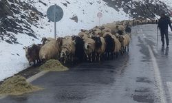 Van'da besicilerin kış çilesi başladı