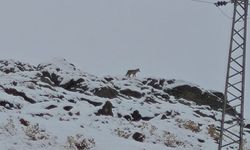 Hakkari’de gündüz vakti kurt görüntülendi