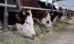 Kurban Bayramı'nda 3 milyon 330 bin hayvan kesildi