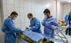 Van'da üniversite öğrencileri uygulamalı eğitim alıyor