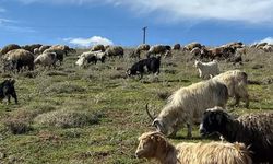 Hakkari'de 70 bin TL maaşla çoban bulamıyorlar