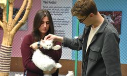 Van kedisinin tüyü bilimsel çalışmalara konu oldu