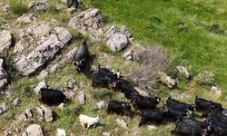 Bitlis'te kaçan kurbanlıklar dronla bulundu