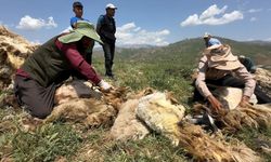 Koyun kırkma mesaisi başladı