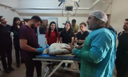 Ateşli silahla yaralanan toy kuşu Van'da tedavisi devam ediyor