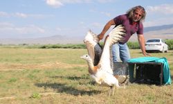 Van'da tedavisi tamamlanan toy kuşu doğaya salındı