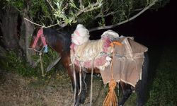 Sınırda Zehir Operasyonu! İran'dan katırla getirdi Van'da yakalandı
