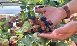 Yüksek rakımda üretilen böğürtlen olumlu sonuç verdi